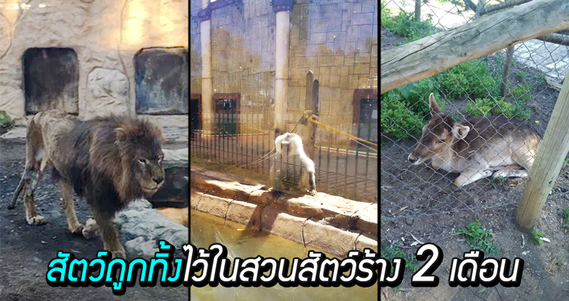 ภาพสะเทือนใจ…เมื่อเหล่าสัตว์ถูกทอดทิ้งไว้ในสวนสัตว์ที่ปิดกิจการไปเมื่อ 2 เดือนก่อน