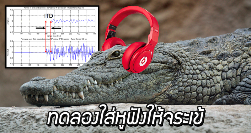 นักวิจัยเอาหูฟังไปใส่ให้จระเข้ 40 ตัว เพื่อหาคำตอบการได้ยินของไดโนเสาร์ในอดีต