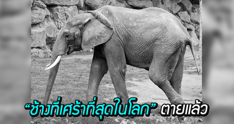 “ช้างที่เศร้าที่สุดในโลก” ตายแล้ว หลังจากมีอาการซึมเศร้าและอยู่อย่างโดดเดี่ยวมา 43 ปี