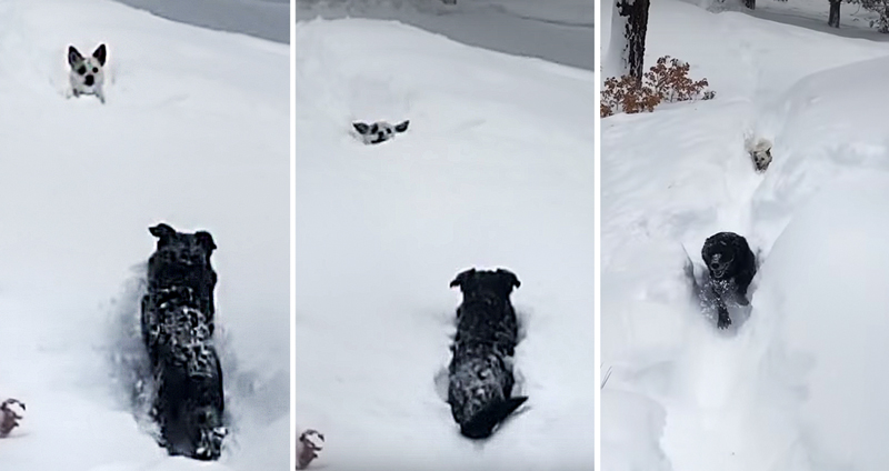 หิมะหนาจนหมาน้อยเดินลุยไม่ไหว พี่หมาตัวโตกว่าจึงช่วยเคลียร์ทางให้มันเข้าบ้าน