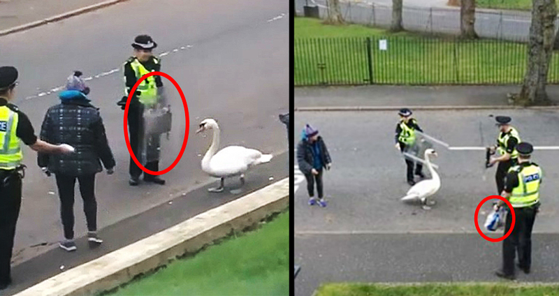 ตำรวจสกอตแลนด์สวมชุดเต็มยศพร้อมอุปกรณ์ปราบจลาจล เพื่อ “ไล่ต้อนหงส์” กลับบ้าน