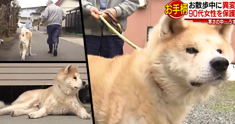 น้องหมาอะกิตะได้รับเชิดชู แจ้งเตือนเจ้าของให้ช่วยคุณยายวัย 90 ที่ทรุดข้างถนน จนรอดปลอดภัย