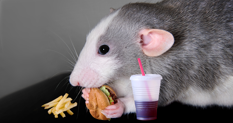 งานวิจัยในหนูชี้ ทานอาหารตอนเครียด อาจทำให้เราอ้วนได้มากกว่าการทานอาหารตามปกติ