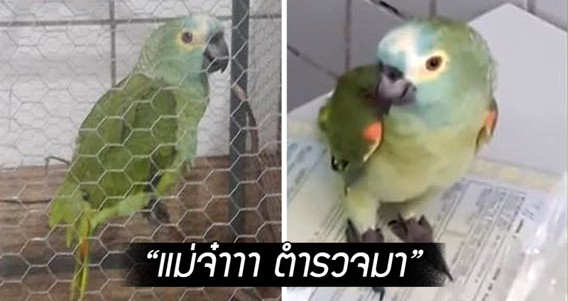 นกแก้วแสนรู้ ร้องเตือนเจ้านายที่เป็นนายหน้าค้ายา “แม่จ๋า ตำหนวดมาาาาา”