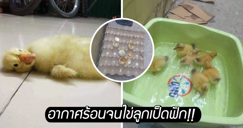 สาวเวียดนามซื้อไข่เป็ดมาจากตลาด 2 โหล แต่อากาศร้อนทำให้ไข่ฟักออกมาเป็นลูกเป็ดเฉยเลย