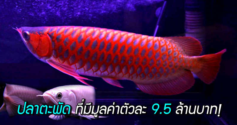 พันธุ์ปลาสวยงาม ‘ปลามังกร’ เคยมีราคาพุ่งสูงถึง 9.5 ล้านบาท บางตัวถึงขั้นมีศัลยกรรมเพิ่ม!!