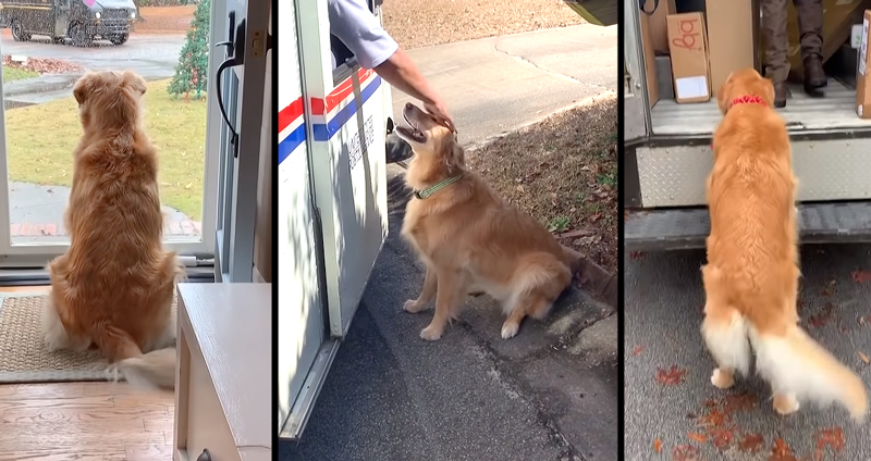 หมาโกลเด้นตกหลุมรักคนส่งของหนักมาก ถึงกับมายืนรอเจออยู่หน้าบ้านทุกวัน