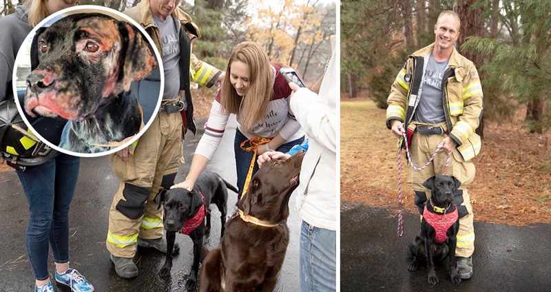 น้องหมารอดชีวิตจากเหตุ ‘ไฟไหม้’ จนมีบาดแผลเต็มตัว นักดับเพลิงมาเห็นจึงรับเลี้ยงดูแลต่อ