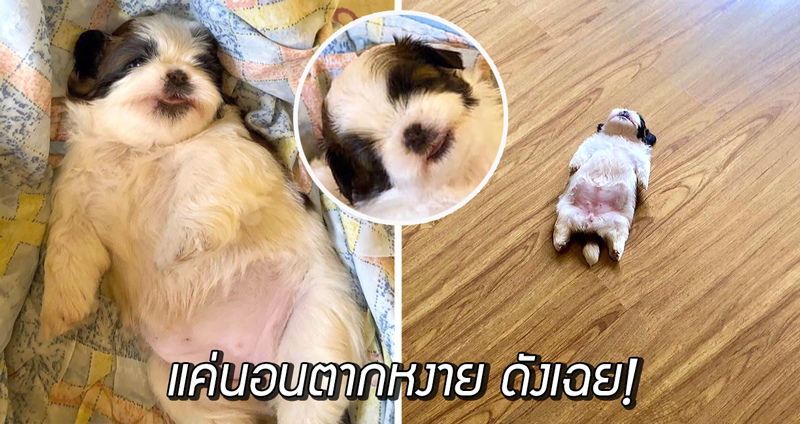 พาไปรู้จักกับ ‘Paningning’ น้องหมาชิสุที่โด่งดังจากการ ‘นอนหงายพุง’…