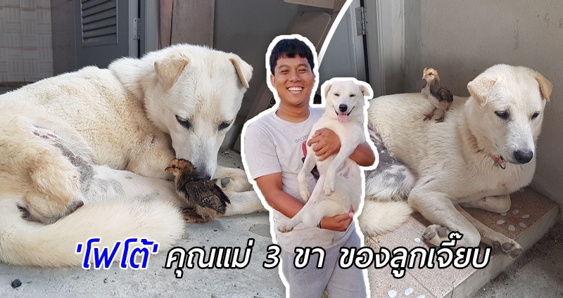 เรื่องราวของ “โฟโต้” จากหมาจรสามขา สู่การเป็นแม่ (ไก่) เลี้ยงเดี่ยวผู้น่ารัก