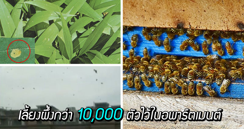 คู่รักชาวจีนเลี้ยงผึ้งกว่า 10,000 ตัวไว้ในอพาร์ตเมนต์ เพื่อนบ้านสุดยี้ บ่นเรื่อง “ขี้ผึ้ง” ยับ