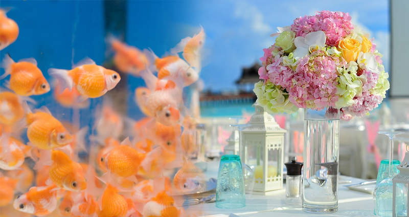 เมื่อเพื่อนเจ้าสาวต้องมาเก็บกวาด “ปลาทอง” 90 ตัวที่ซื้อมาเพื่อตกแต่งในงานแต่งงาน