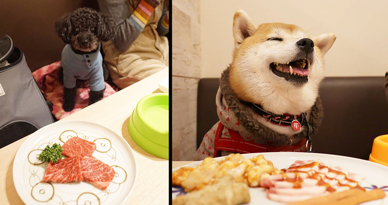 มาดูบรรยากาศร้านเนื้อย่างของคนรักหมา ที่คุณพาหมาไปนั่งกินข้าวด้วยกันได้!!