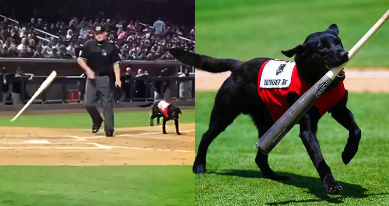 แฟนเบสบอลพากันโห่ใส่ผู้เล่น เนื่องจากเขาแกล้งหมาเก็บไม้เบสบอลที่ทุกคนรัก