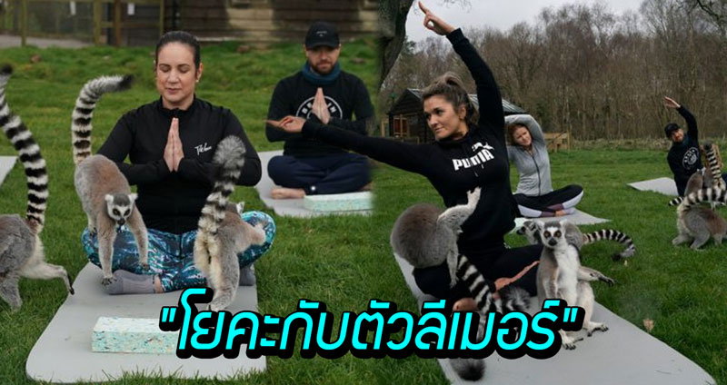 โรงแรมในอังกฤษเปิดคลาส “โยคะกับตัวลีเมอร์” ให้คุณผ่อนคลายไปกับความน่ารัก