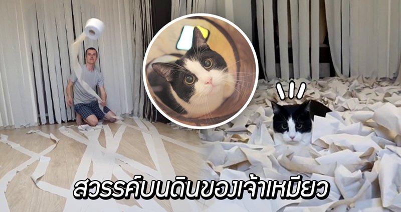 หนุ่มทำห้องที่เต็มไปด้วย “ทิชชู่” ให้แมว พอมันเห็นก็รู้เลยว่านี่แหละคือสวรรค์บนดิน