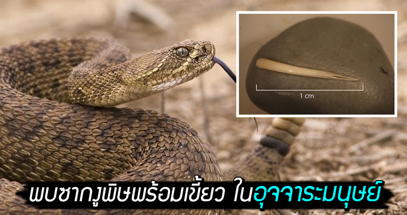 พบซากงูพิษพร้อมเขี้ยว ในอุจจาระมนุษย์โบราณอายุ 1,500 ปี คาดถูกกินทั้งตัวแบบไม่ปรุง