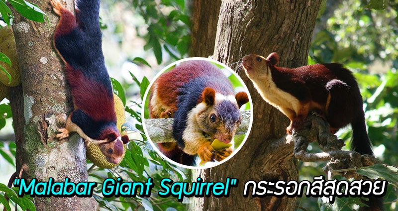 พากันไปตะลึงกับความงามของ “Malabar Giant Squirrel” กระรอกหลากสีสุดสวย