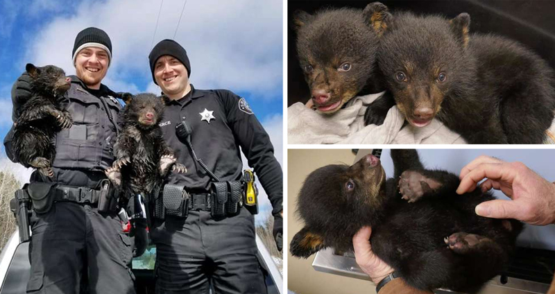 ตำรวจช่วย “ลูกหมี” ออกจากถ้ำที่ถูกน้ำท่วม ทั้งคู่จึงมีโอกาสเติบโต แม้ไม่มีแม่