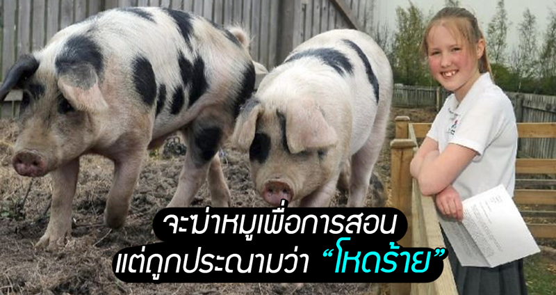 โรงเรียนอังกฤษ วางแผนจะฆ่าหมูที่ นร. เลี้ยงไว้เพื่อให้ความรู้แก่เด็ก แต่ถูกประณามว่า “โหดร้าย”