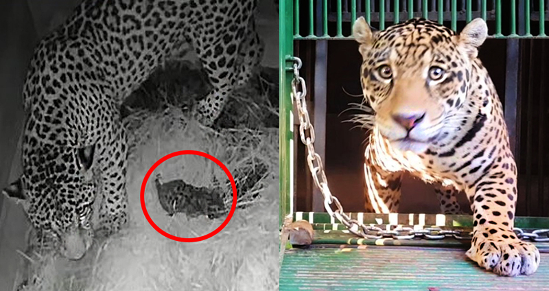 ลูกเสือจากัวร์ที่เกิดจากผสมเทียมสำเร็จเป็นครั้งแรกของโลก ถูกแม่เสือกินใน 2 วันให้หลัง