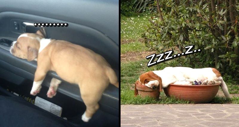 มาดู 20 มะหมาผู้รักการนอนหลับเป็นชีวิตจิตใจ นอนท่าไหนก็ได้ ที่ไหนก็ได้ไม่เกี่ยง!!