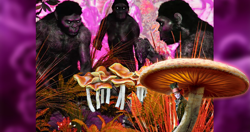 “The Stoned Ape” ทฤษฎีแปลกที่อ้างว่าการ “เมาเห็ด” มีส่วนช่วยในวิวัฒนาการของมนุษย์