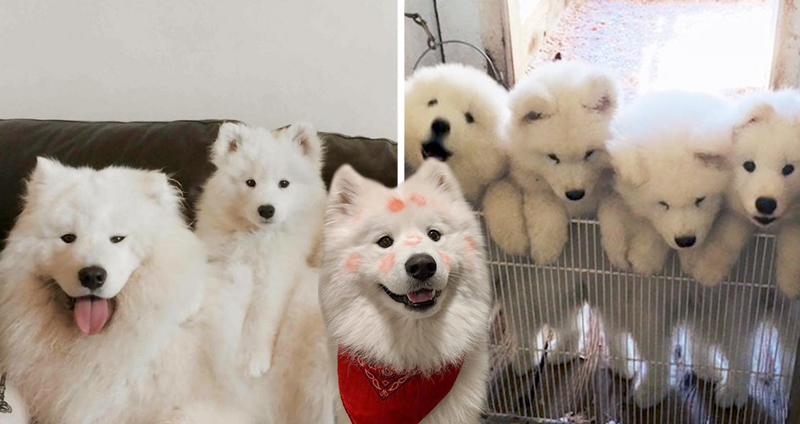 17 ภาพสุดตัลล้ากของสุนัขสายพันธุ์ ‘ซามอย’ ก้อนเนื้อสีขาวขนปุกปุยกับรอยยิ้มละลายใจมานุด!!