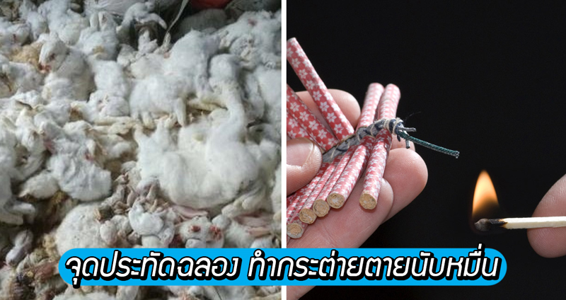 หนุ่มจีนสุดซวยจุด ‘ประทัด’ ฉลองตกแต่งบ้านใหม่ ทำกระต่ายฟาร์มข้างบ้านตายนับหมื่น!!