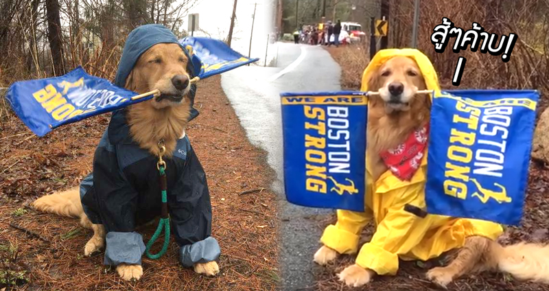 ‘Spencer’ สุนัขบำบัด ผู้รักการไปให้กำลังใจนักวิ่งมาราธอน ไม่หวั่นแม้วันฝนตก
