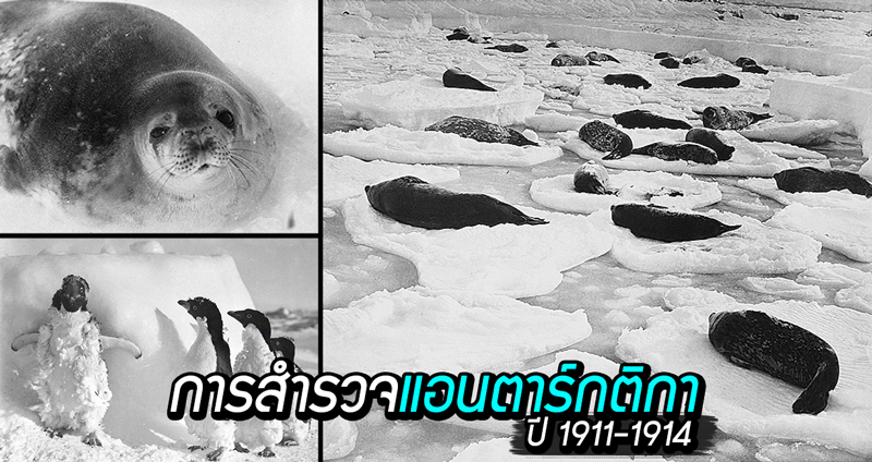 ชม 22 ภาพสุดงดงาม จากการเข้าสำรวจทวีปแอนตาร์กติกา เมื่อปี 1911-1914