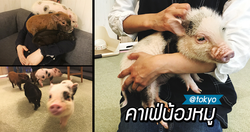 พาทัวร์ “คาเฟ่หมูจิ๋ว” แห่งใหม่ในโตเกียว ที่เหล่าคนรักสัตว์จะต้องตกหลุมรัก