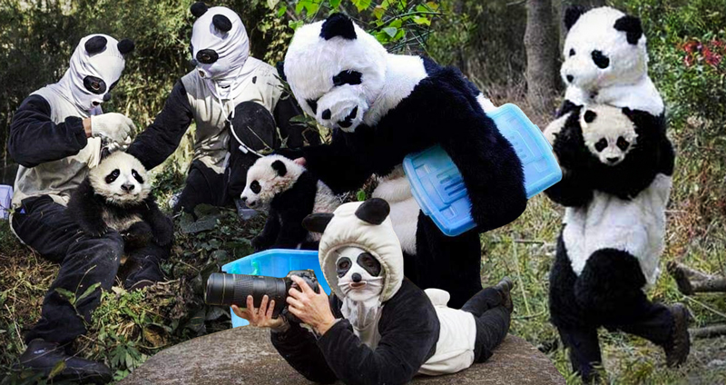 ศูนย์อนุรักษ์หมีแพนด้าในจีน มองไปทางไหนก็ “ไม่เจอคนเลย” เจอแต่หมีแพนด้าจริงจริ๊งงง