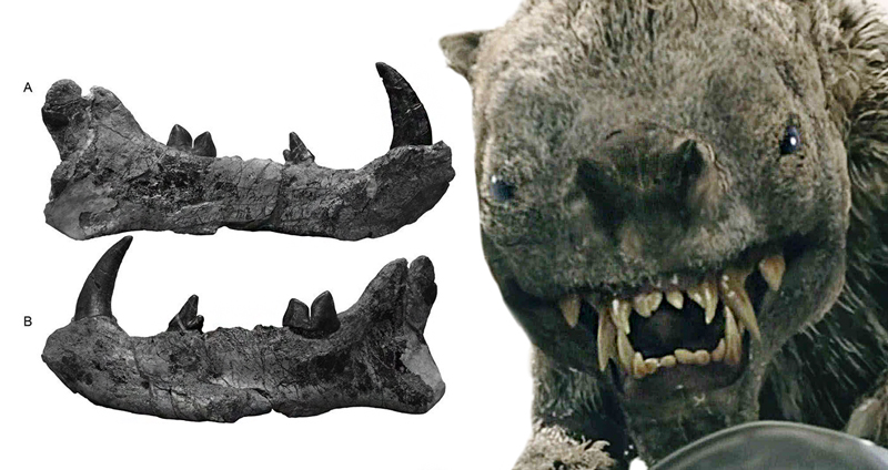 พบฟอสซิลสัตว์โบราณที่เคนยา เชื่อเคยมีรูปร่างคล้าย “วาร์ก” ในเดอะลอร์ดออฟเดอะริงส์