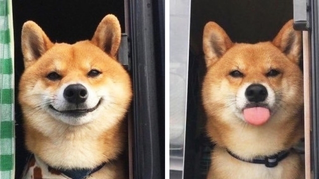 17 ภาพชวนยิ้มของเหล่าเจ้าตูบ ที่พิสูจน์ว่า “ความสุข” หาได้ง่ายๆ จากสุนัขนี่แหละ
