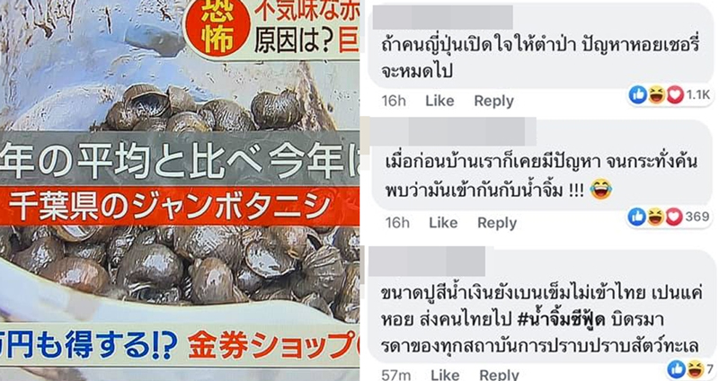 คอมเมนต์สุดฮาจากชาวไทย หลังมีข่าวญี่ปุ่นเจอ “หอยเชอรี่” ระบาดหนักเกินควบคุม