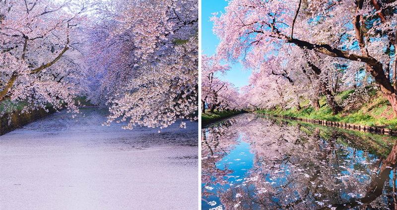 ช่างภาพญี่ปุ่น ส่งท้ายฤดูชมซากุระ เผยภาพยามซากุระร่วงโรย ที่งดงามจนเกือบหยุดหายใจ
