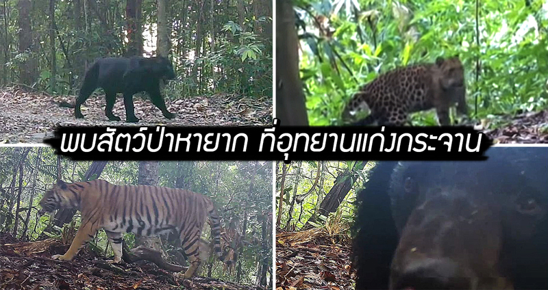 พบ “สัตว์ป่าหายากและเสือนานาชนิด” ในอุทยานแห่งชาติแก่งกระจาน สื่อถึงความอุดมสมบูรณ์
