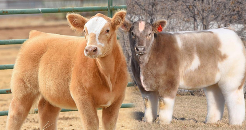 แบบนี้ก็มีด้วยเหรอ!? “วัวนุ่มนิ่ม” วัวขนฟูฟ่องน่ากอด ที่ดูน่ารักกว่าวัวทั่วไป 1000 เท่า!!