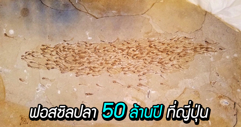 ฟอสซิลปลาอายุ 50 ล้านปีที่ญี่ปุ่นชี้ ปลามีการว่ายน้ำเป็นฝูงมาตั้งแต่ในอดีตแล้ว