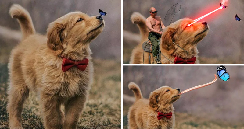 ภาพของน้องหมากับผีเสื้อ ถูกชาว Reddit เอาไปทำ Photoshop Battle จนออกมาฮาระเบิด