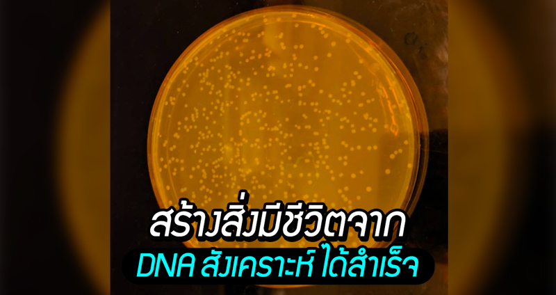 นักวิทย์อังกฤษสร้างสิ่งมีชีวิตจาก DNA สังเคราะห์ได้สำเร็จ โดยใช้แบคทีเรียเป็นต้นแบบ