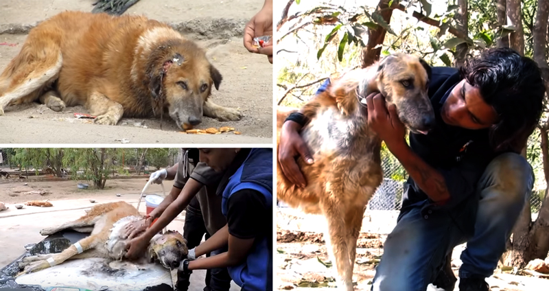 อาสาสมัครช่วย ‘หมาจรบาดเจ็บ’ ที่ไม่มีใครเหลียวแล และทำให้มันมีชีวิตที่ดีขึ้น