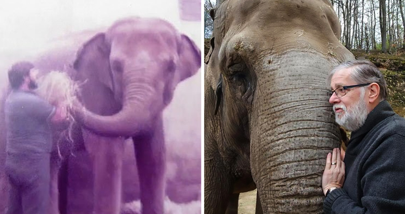คนดูแลช้างไปเยี่ยมมัน หลังจากไม่ได้เจอหน้ากันนาน 35 ปี แต่เจ้าช้างก็ยังจำเขาได้!!
