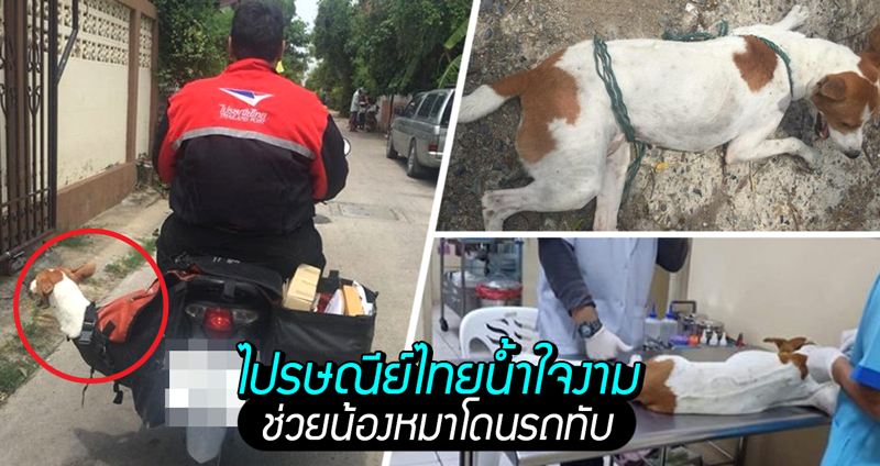 ไปรษณีย์เห็นน้องหมาถูกรถเหยียบ เข้าช่วยเหลือแม้ไม่มีเงิน นำไปสู่การระดมทุนรักษาต่อชีวิต!!