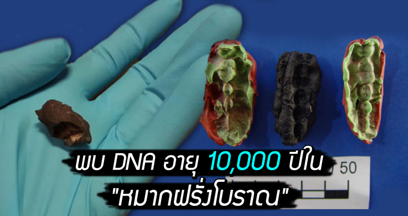 นักวิทย์สวีเดนพบ DNA อายุ 10,000 ปีใน “หมากฝรั่งโบราณ” เชื่อเก่าแก่ที่สุดในสแกนดิเนเวีย