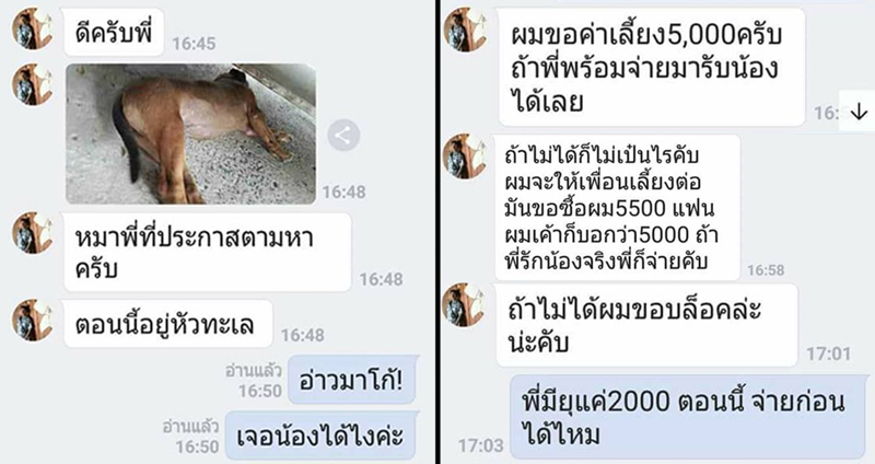 หนุ่มเก็บหมาได้ เรียกค่าดูแลกับเจ้าของ 5,000 บอกเพื่อนให้มากกว่า ‘ถ้าพี่ไม่จ่ายผมขายเพื่อนนะ’