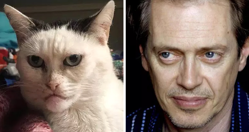 หญิงรับเลี้ยงแมวหน้าแปลกที่ไม่มีคนสนใจ มาดูดีๆ หน้าเหมือน Steve Buscemi!!