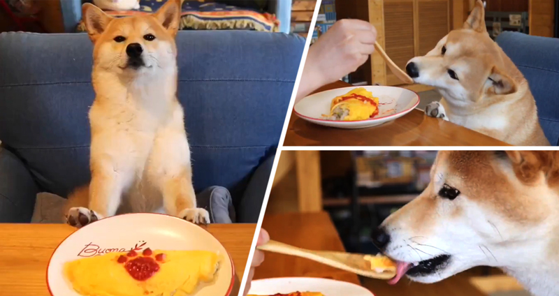 หมาชิบะมารยาทบนโต๊ะอาหารโคตรดี กินข้าวได้เรียบร้อยมาก ไม่มีเลอะสักนิด!!