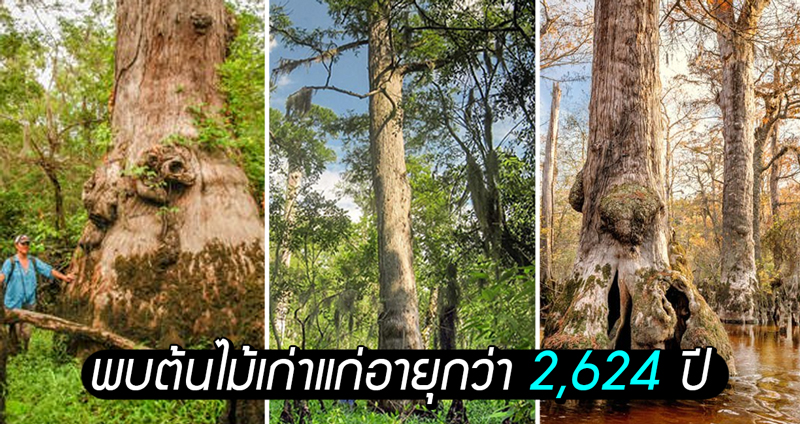 นักวิจัยพบต้นไม้เก่าแก่อายุกว่า 2,624 ปีที่สหรัฐ หวั่นโลกร้อนอาจทำให้ต้นไม้ตายในอนาคต